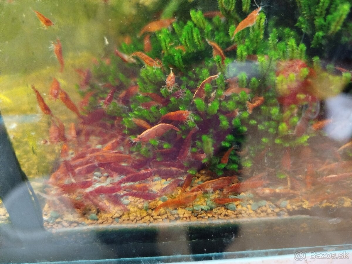 Predám neocaridiny Krevetky 🦐 - 2
