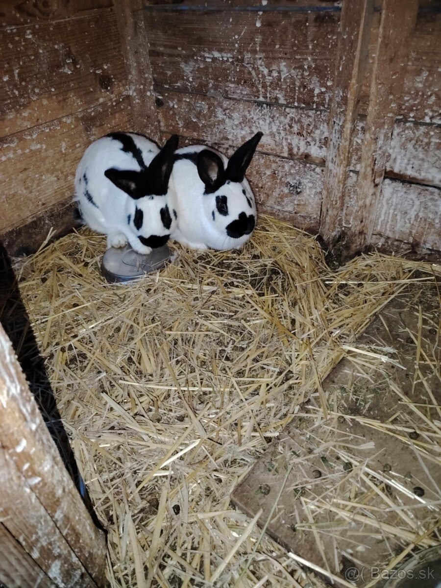 Český strakáč - 2