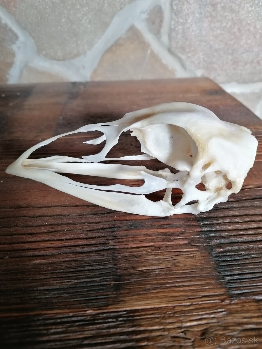 Trofeje - lebky - 2