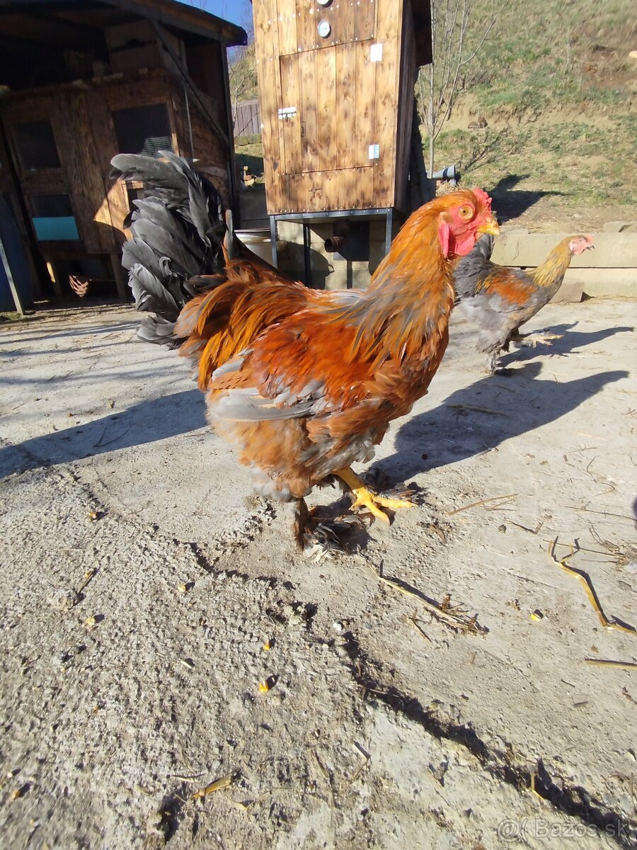 Brahmanka veľká - 2