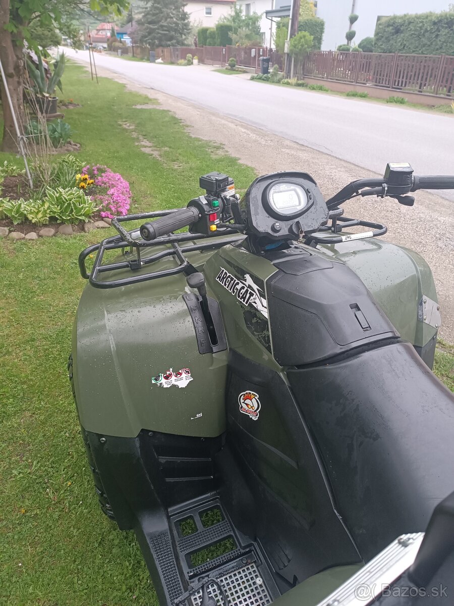 Arctic cat