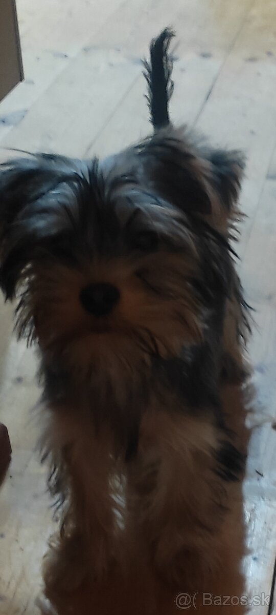 Yorkshire teriér - 2