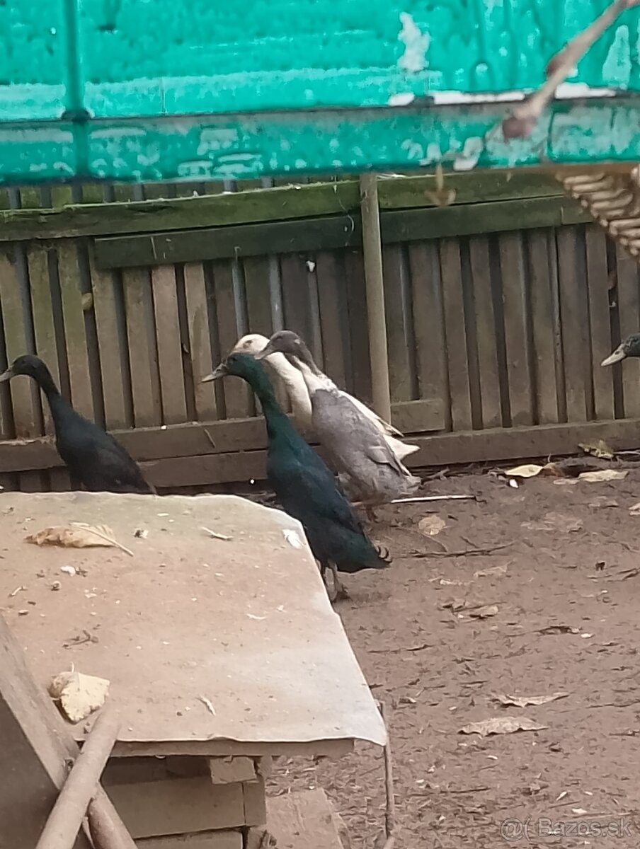 Predám indické bežce - 2