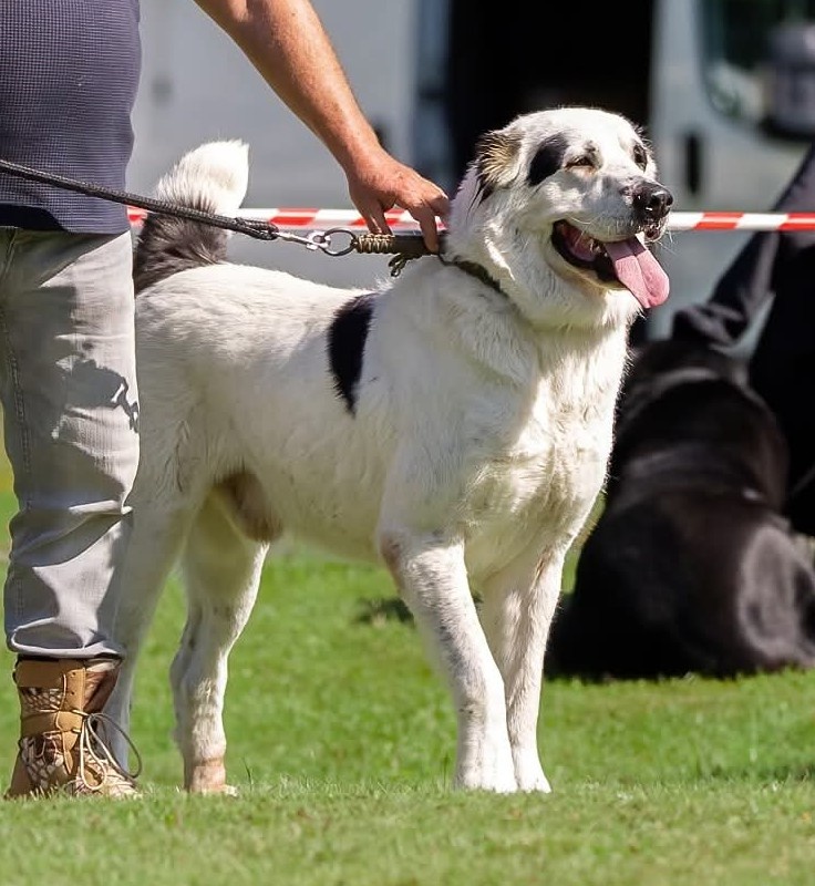 Stredoázijský ovčiak - šteniatka s PP - 2