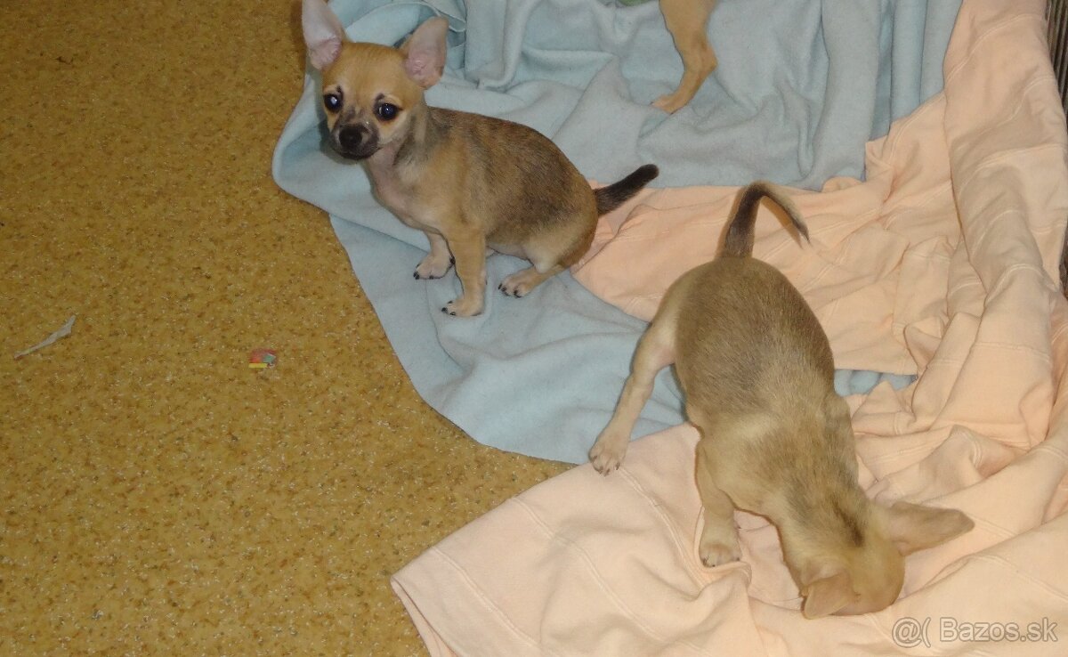 čivava krátkosrstá - 2