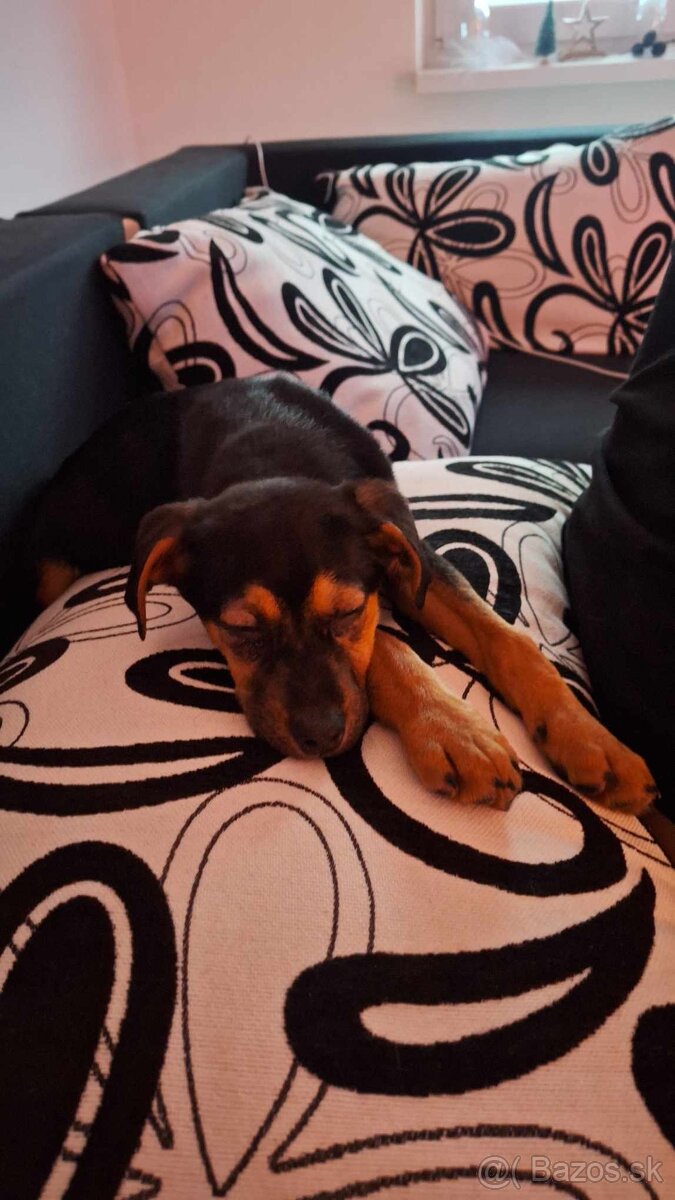 Nemecký ovčiak x - 2