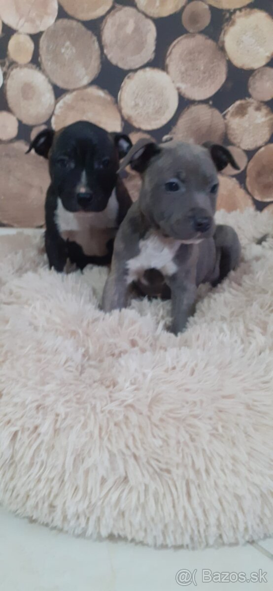 stafordšírský bulteriér - 2