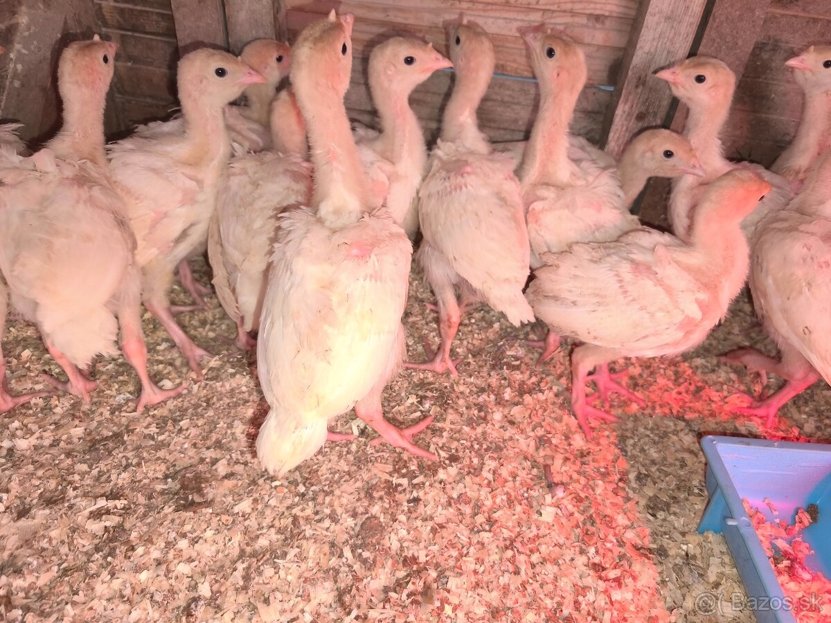 brojlerove morky - 2