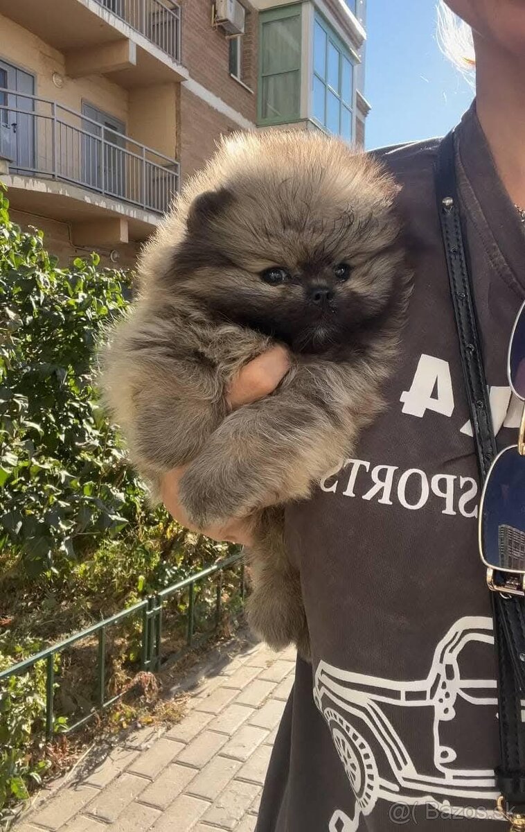 Pomeranian mini šable - 2