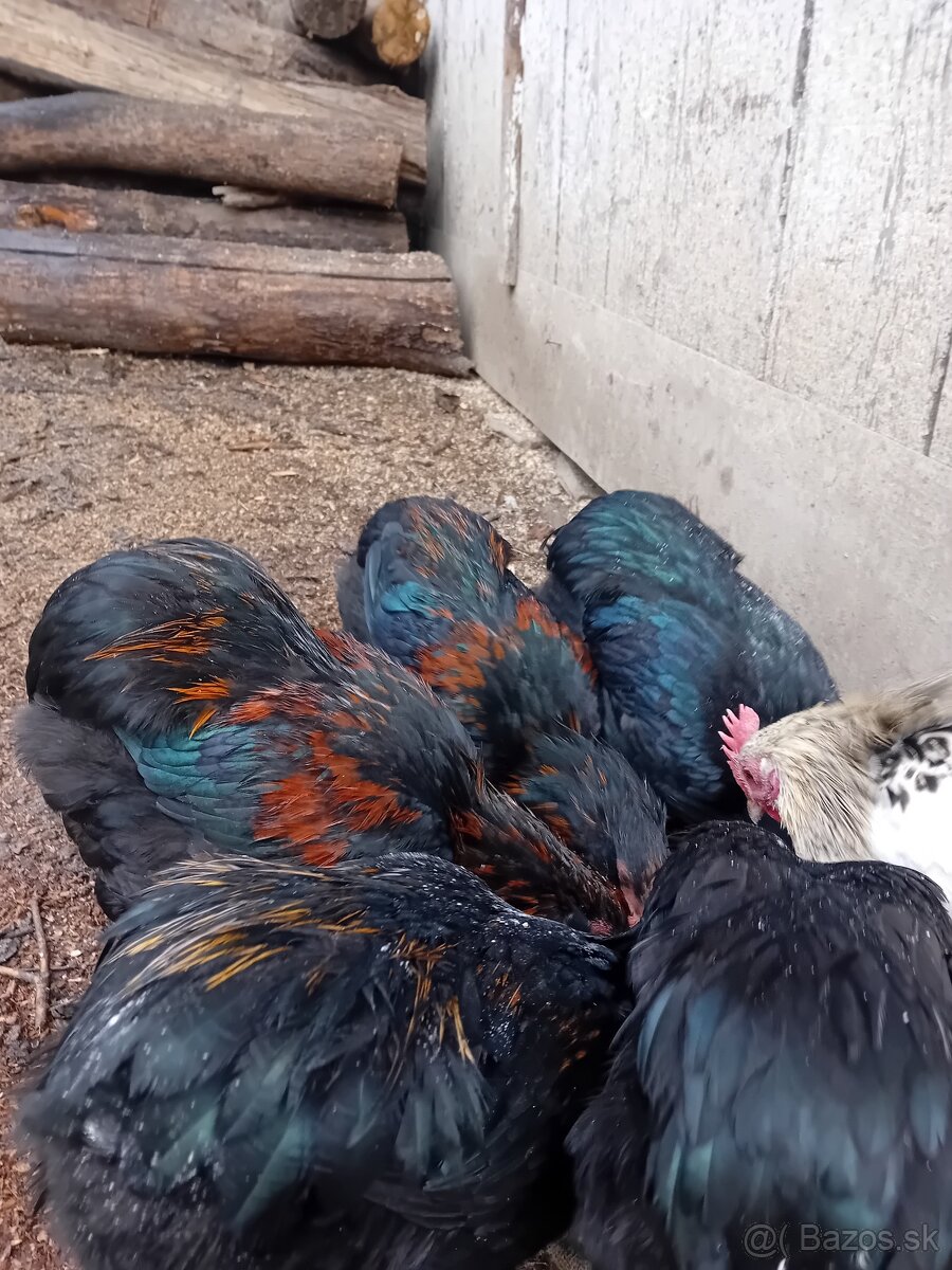Predám kohuty - 2