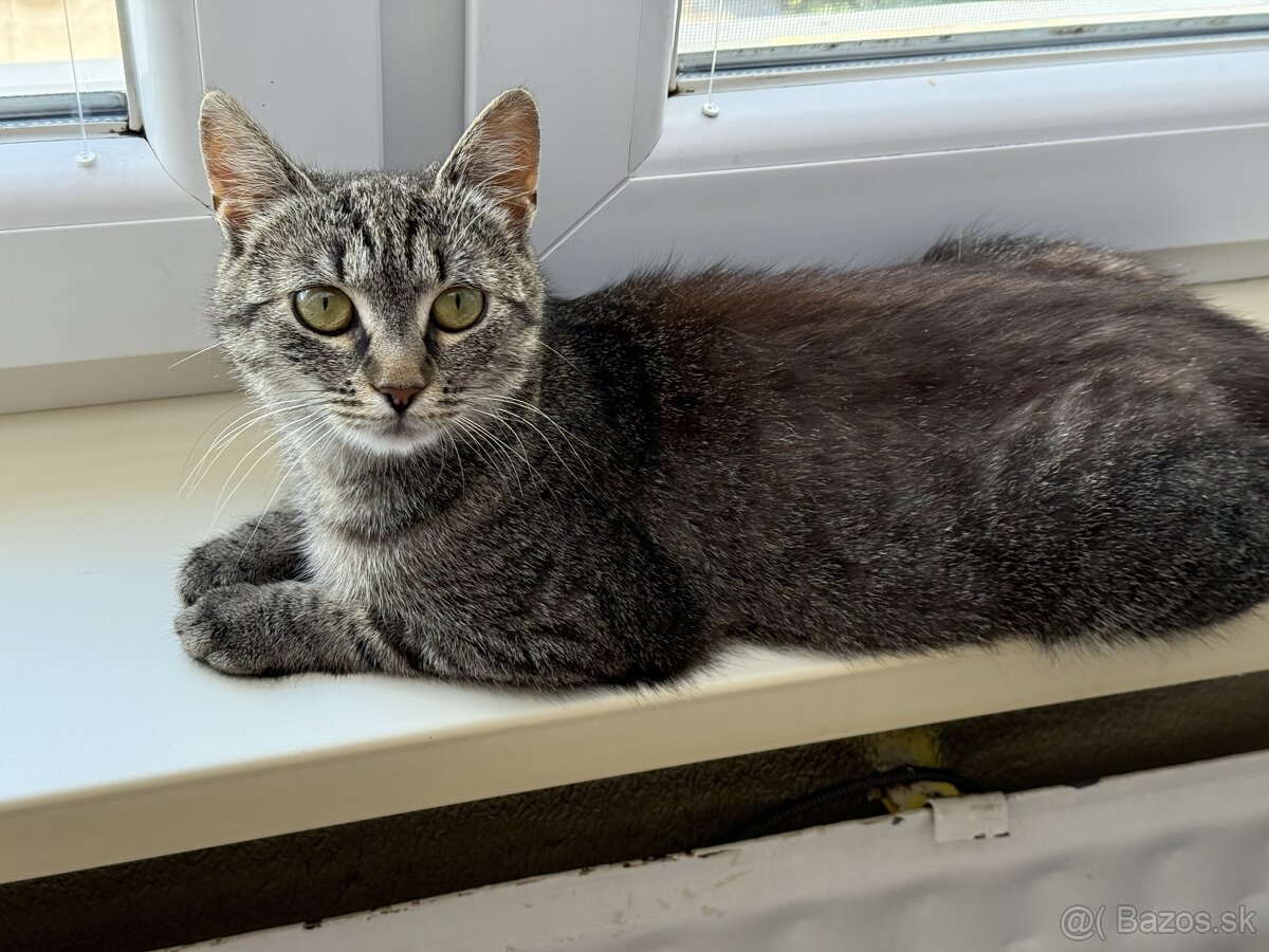 Tigrovaná macicka - 2