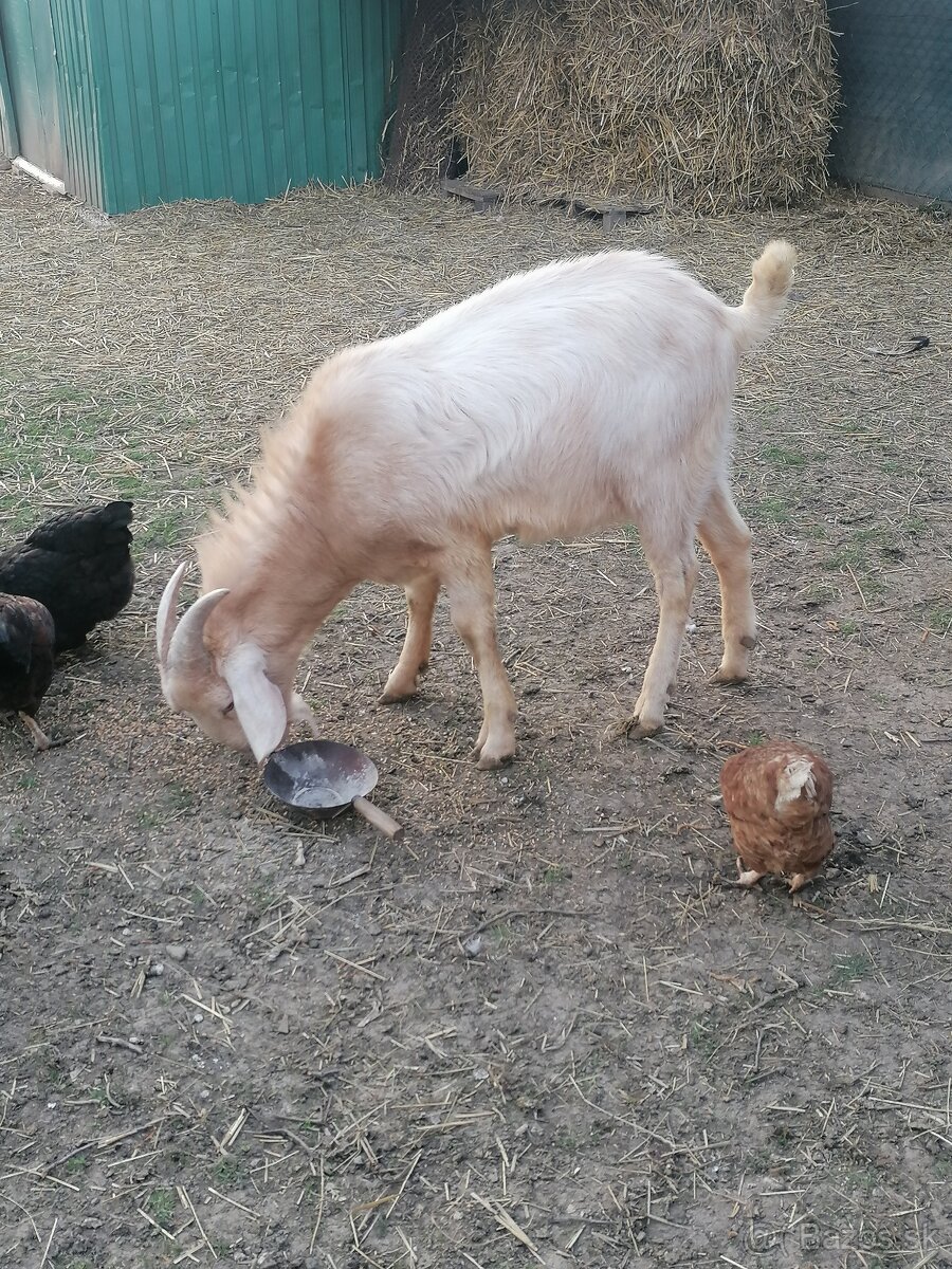 Anglonubijsky cap - 2