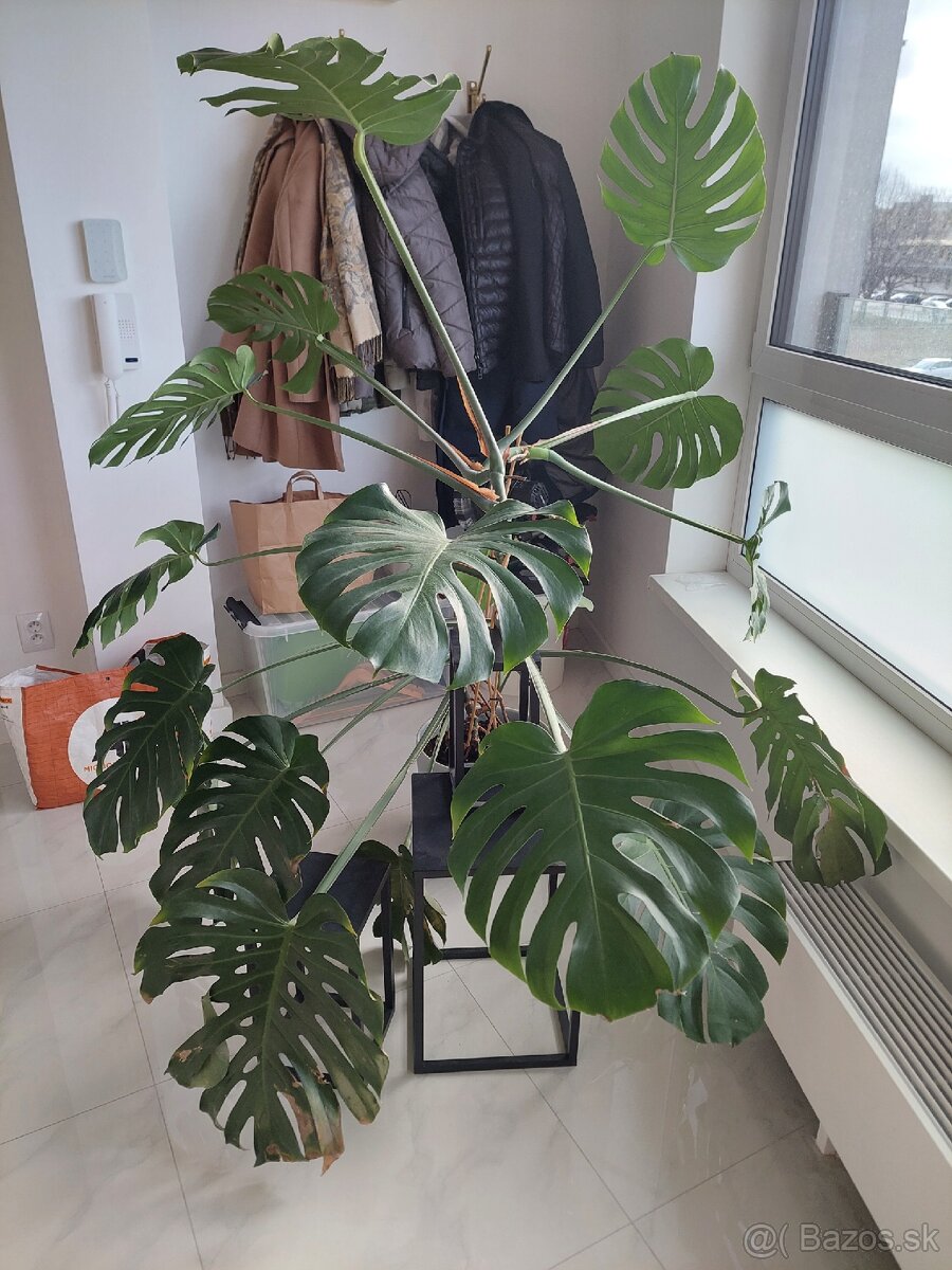 Monstera deliciosa - 2