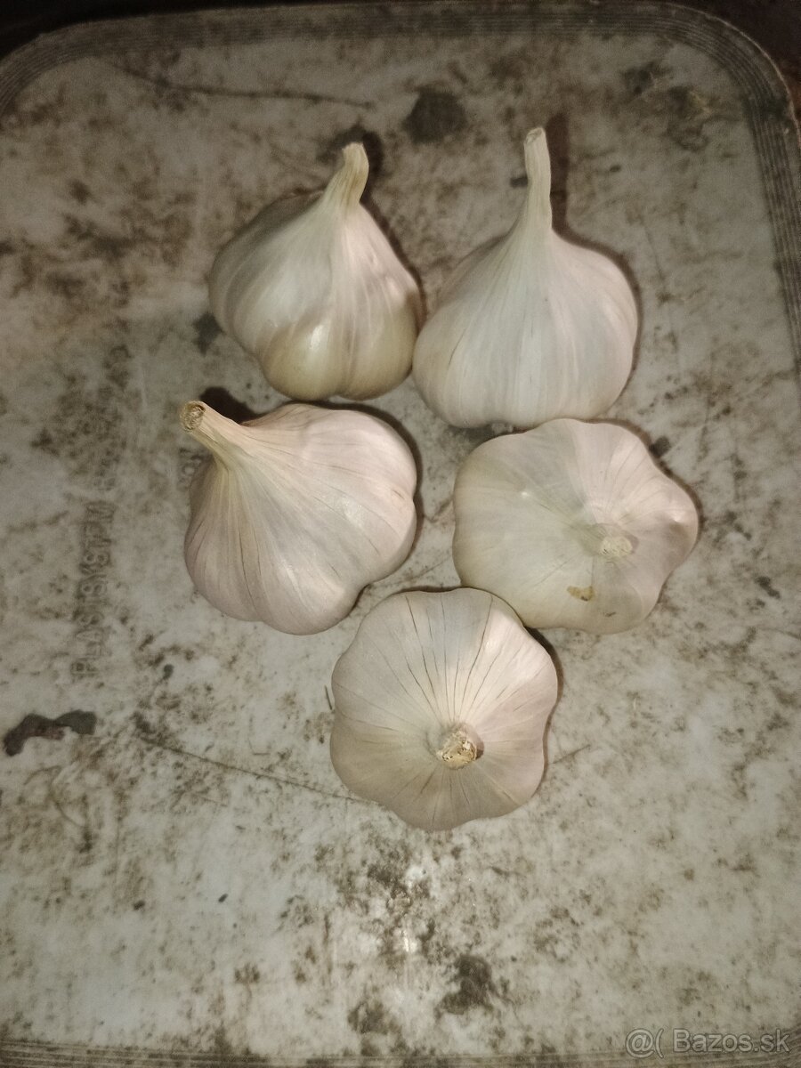 Predám cesnak - 2