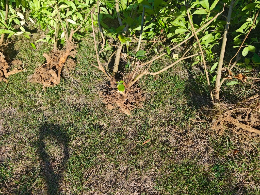 Vtáčí zob (Ligustrum) - 2