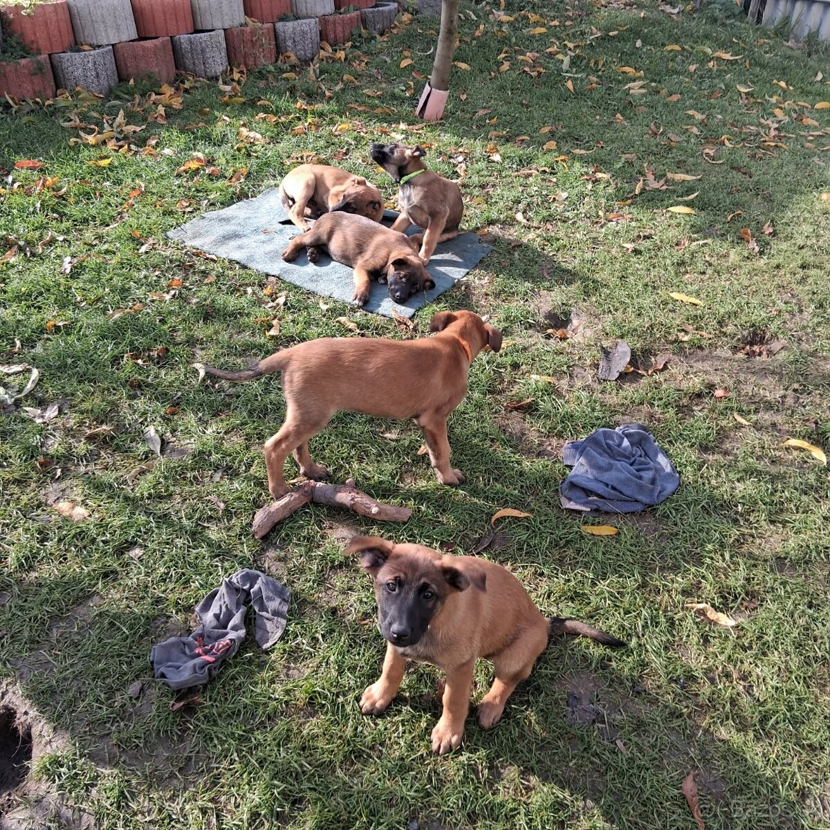 Belgický ovčiak - 2