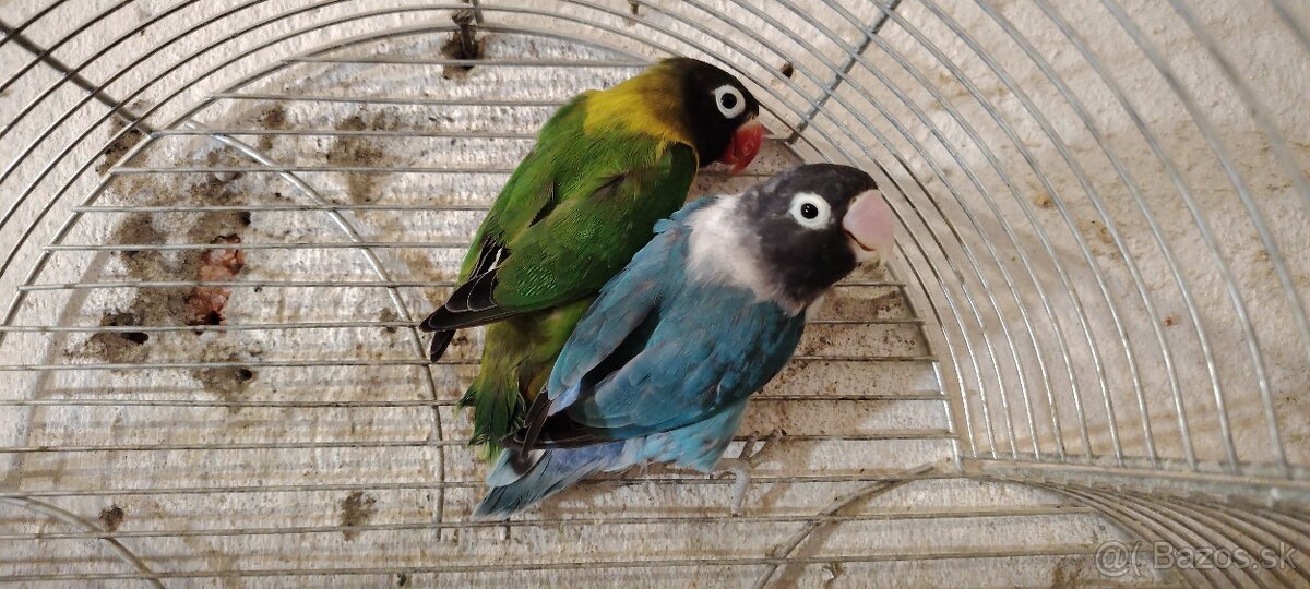 Agapornis škraboskovy - 2