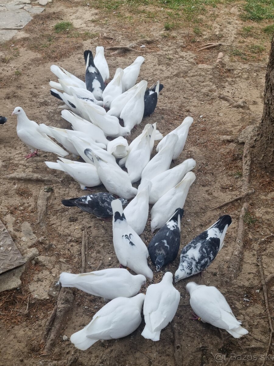BIELE POŠTOVÉ HOLUBY - 2