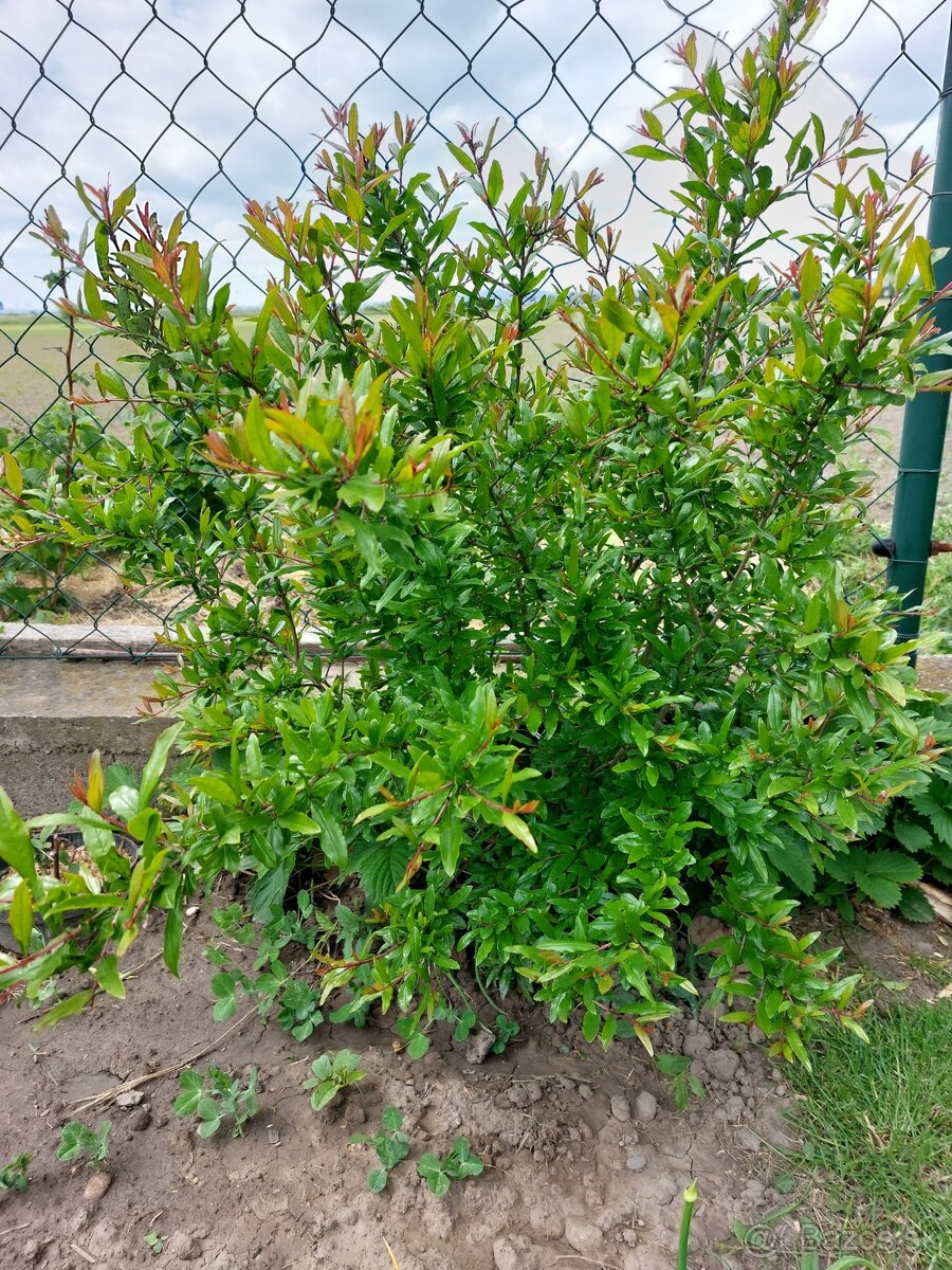 Granatove jablko / Granatovnik - 2