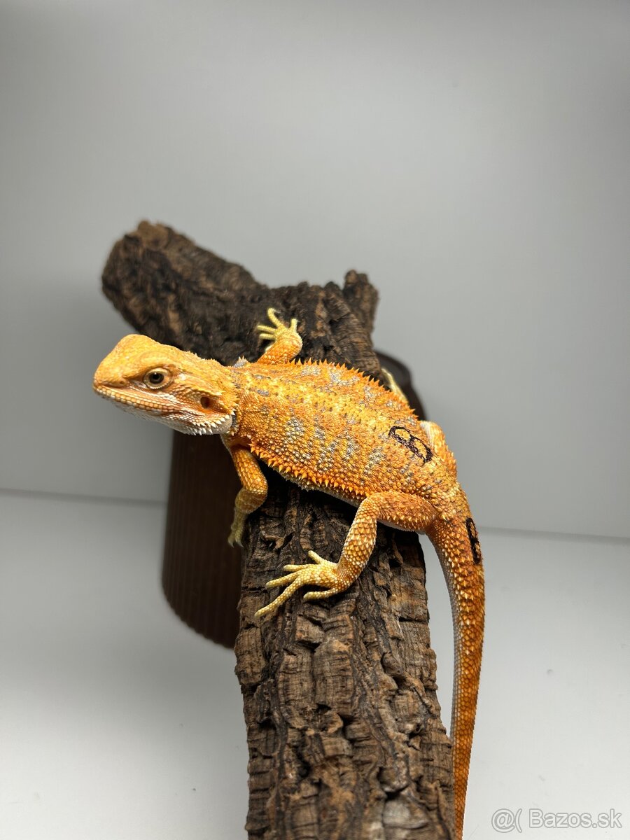 Agama bradatá - samice - 2