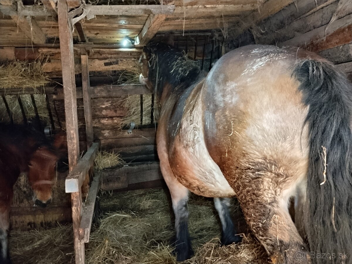 Predám tažnu vysoko žrebnu kobylu - 2