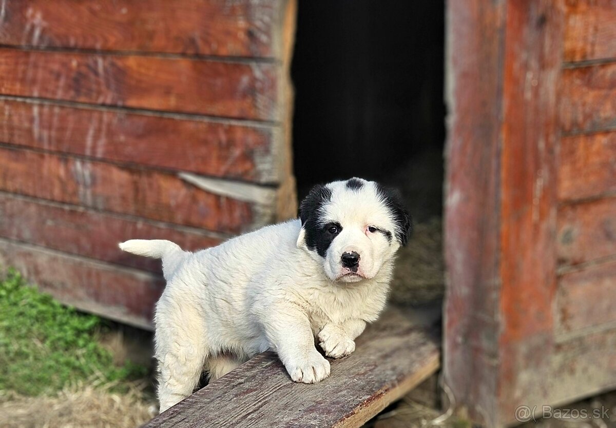 Stredoazijsky ovciak- Alabai - 2