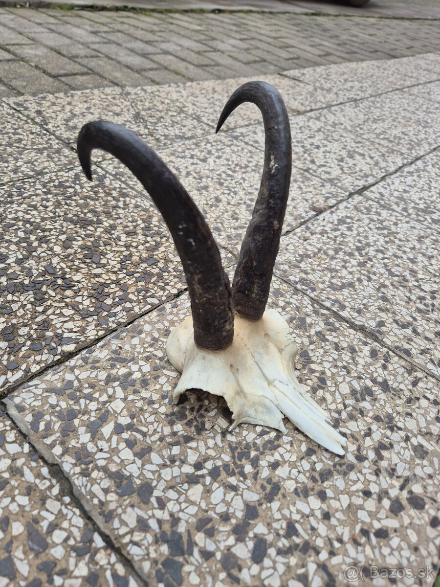 Trofej trofeje paroh parohy parozie zhody - 2