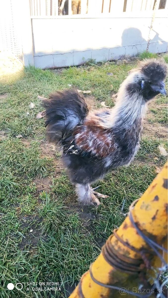 Predam 4-mesacneho kohutika hodvabnicky - 2