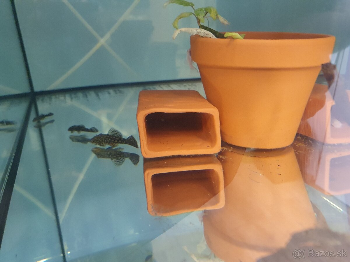 Predám prisavnik ancistrus - 2