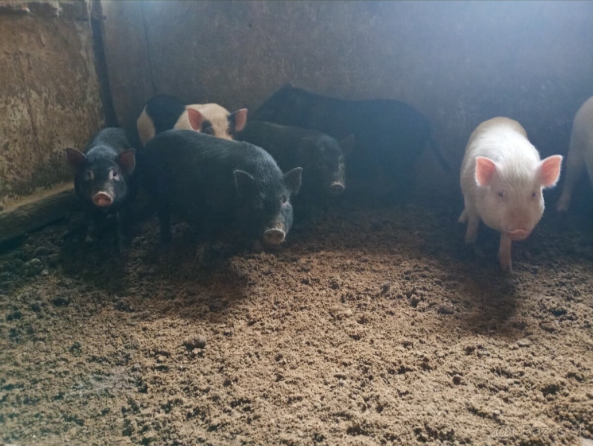 Vietnamské odstavčatá - 2