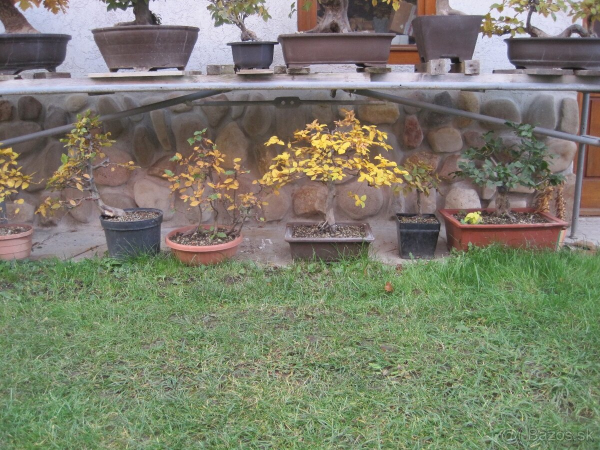 BONSAI,BONSAJ-DUB11 - 2