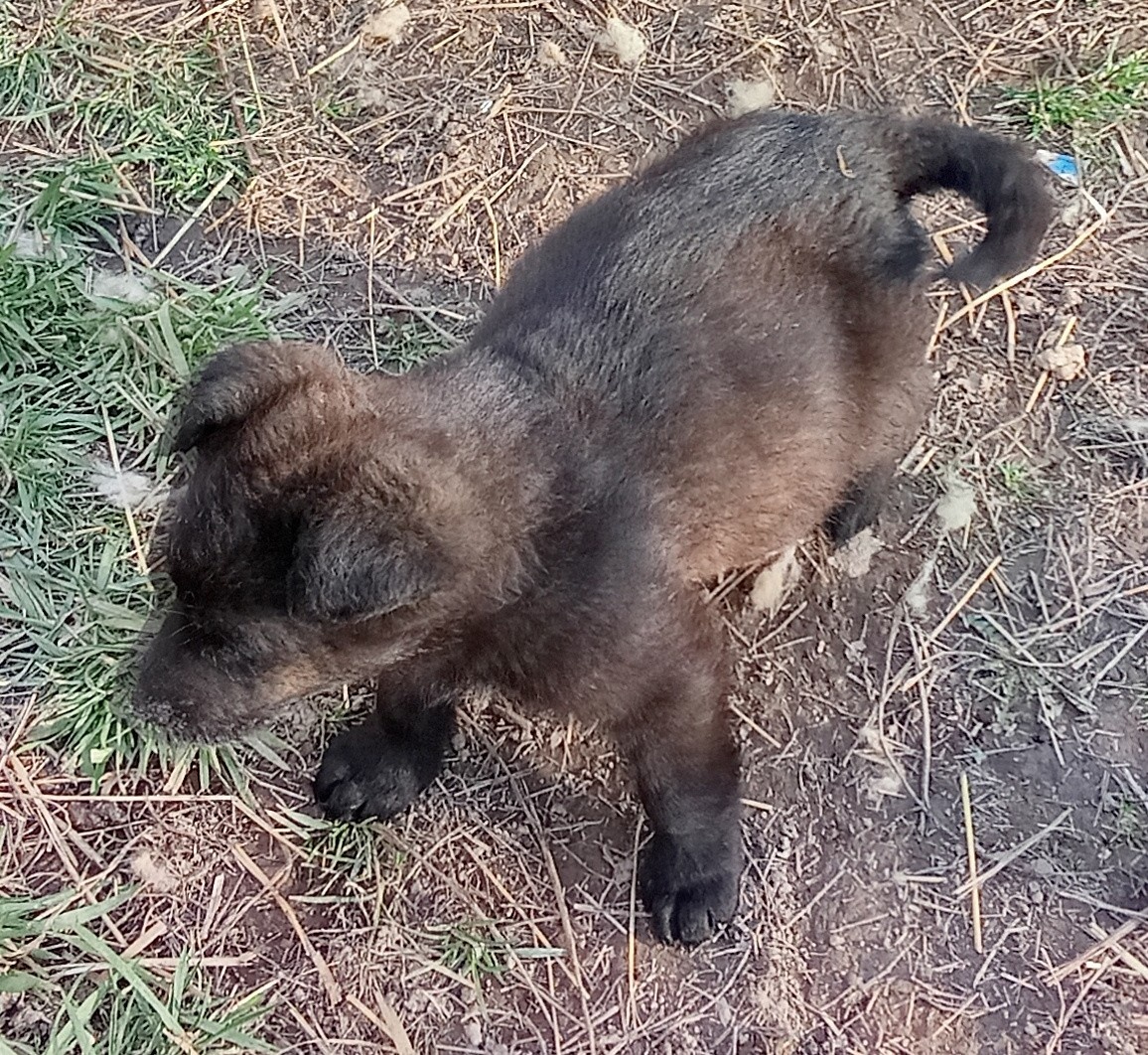 Darujem šteniatka - 2