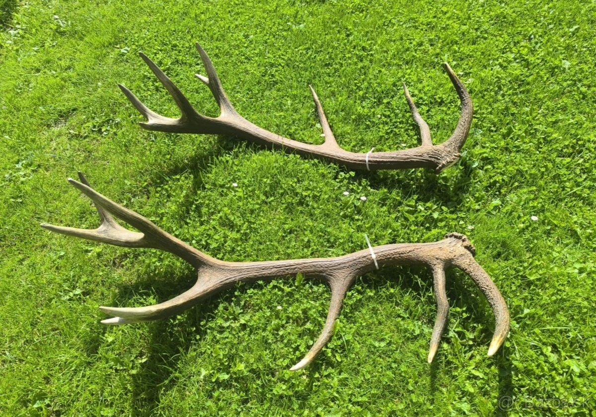 Jelenie zhody , parozie - 2