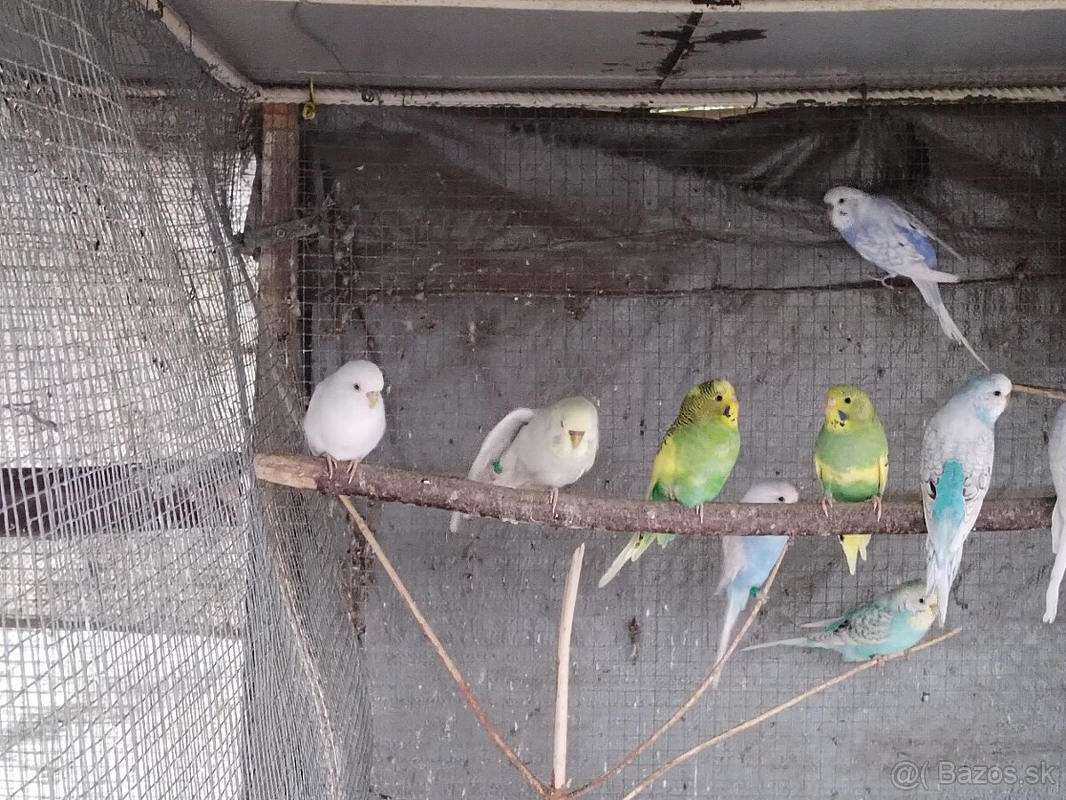 Predám vtáctvo - 2