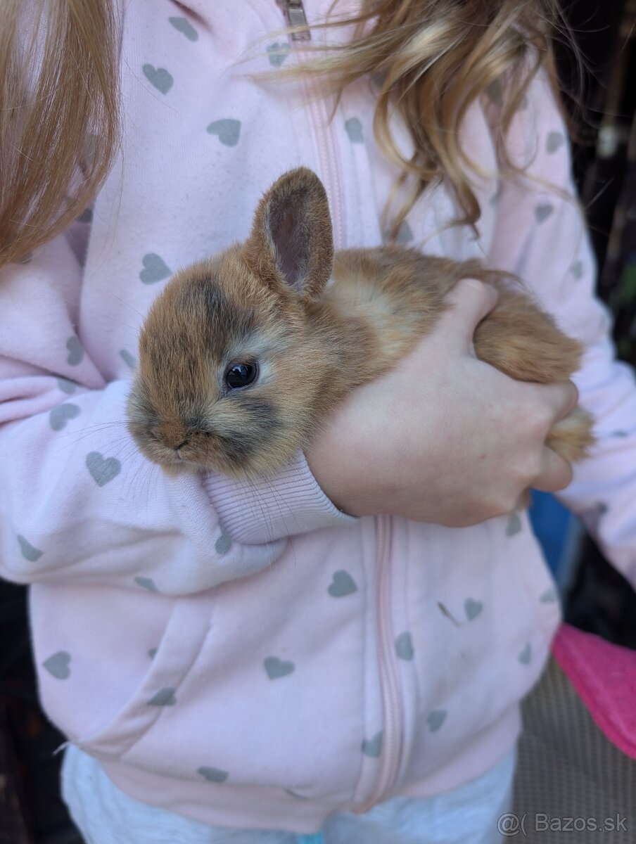 Domáci zajačik - 2