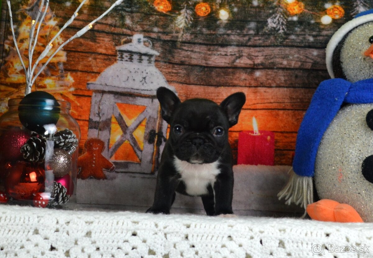 Francúzsky buldoček s PP/French bulldog - 2