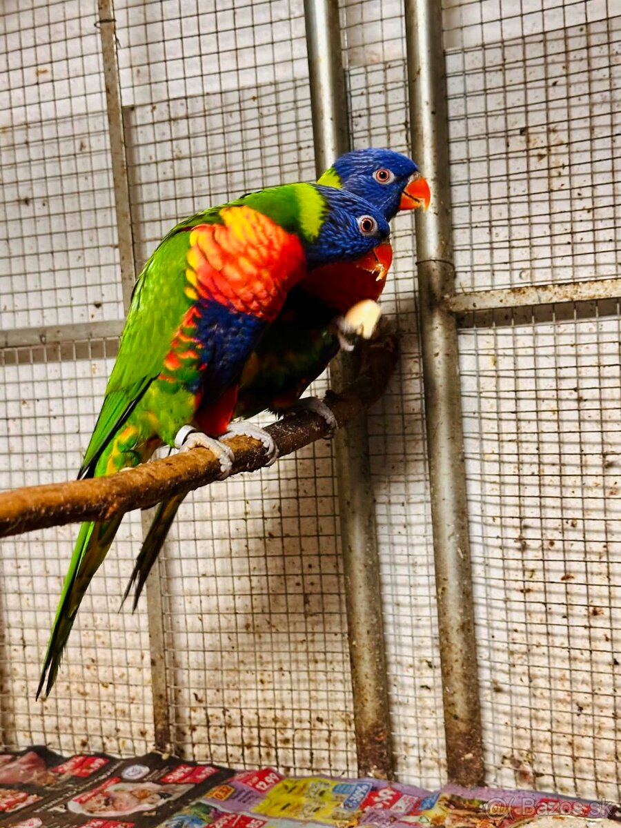 Lori Mnohofarebný - 2