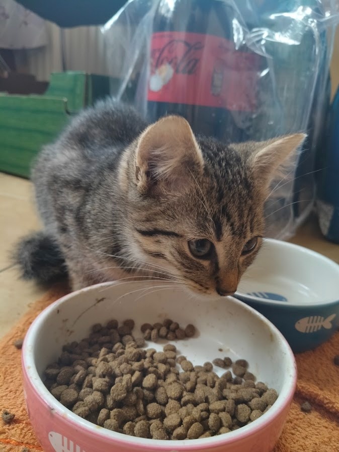 Darujem mačiatka - 2