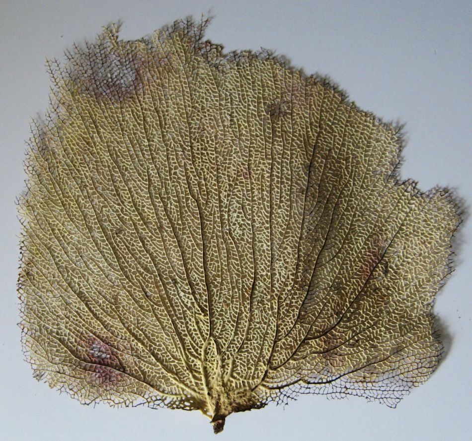 Gorgonia flabellum, žlutá, nádherná - 2