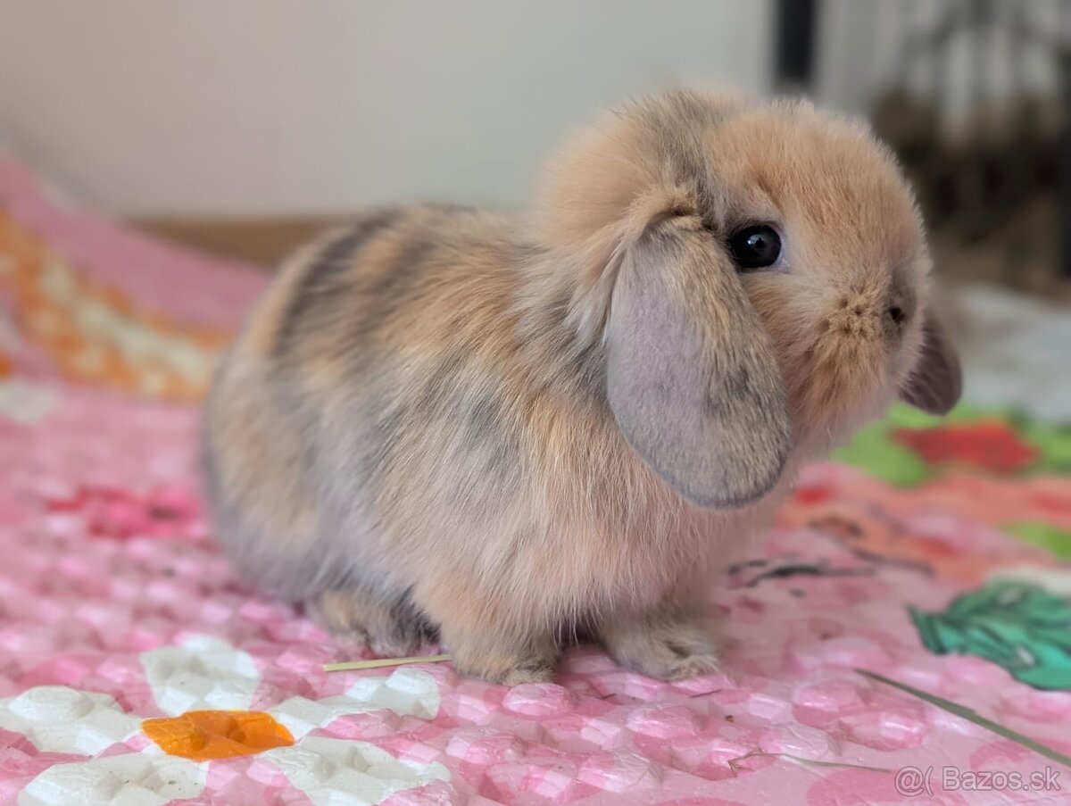 Predám mláďatká králika barančeka - 2