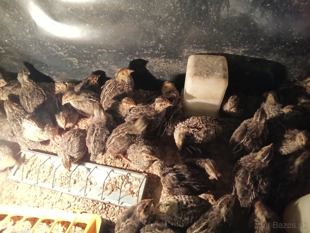 Japonske prepelice - 2