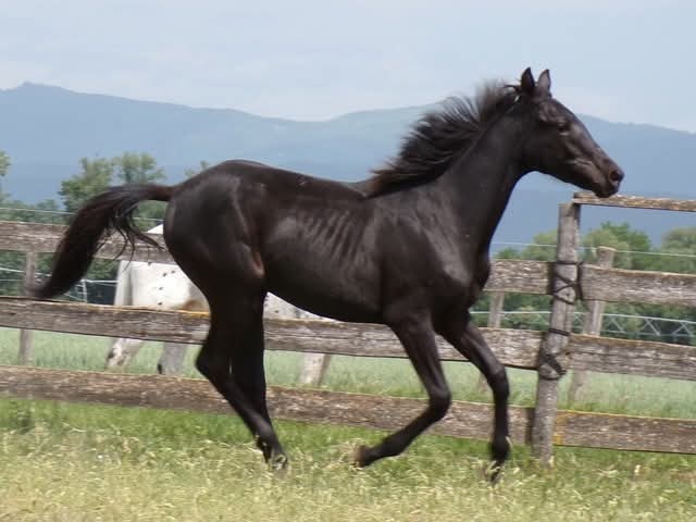 Appaloosa kobylka - 2