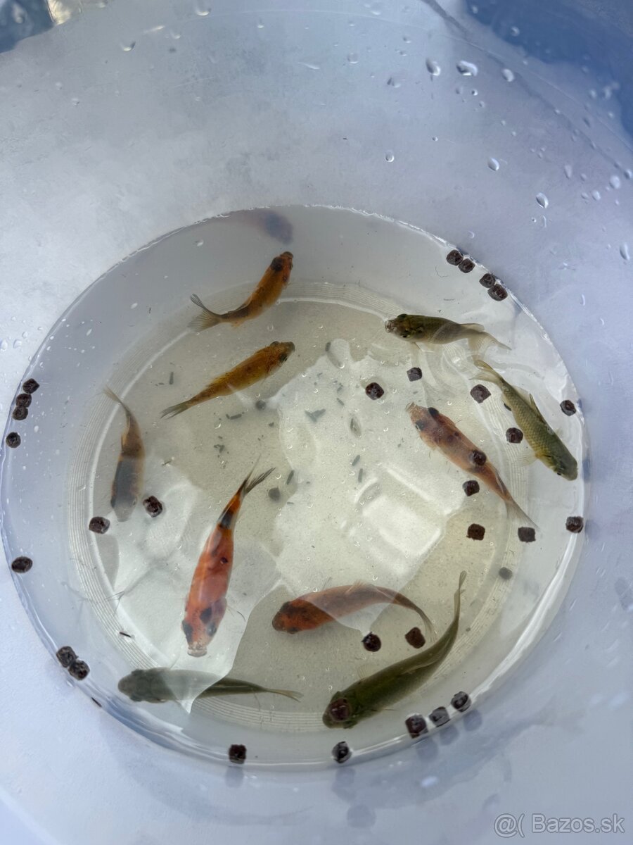Karasy, koi kapre - 2