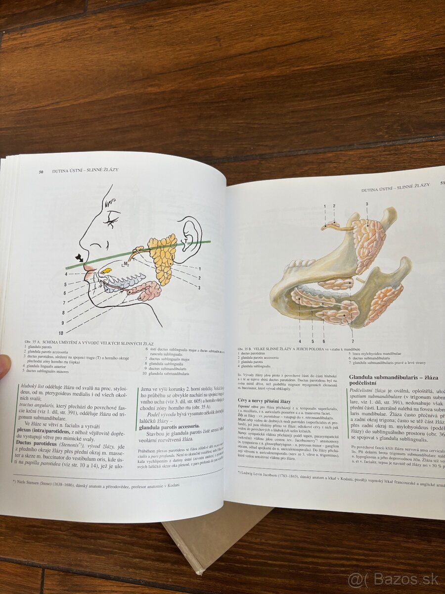Anatomia Čihak 1,2,3 - 2