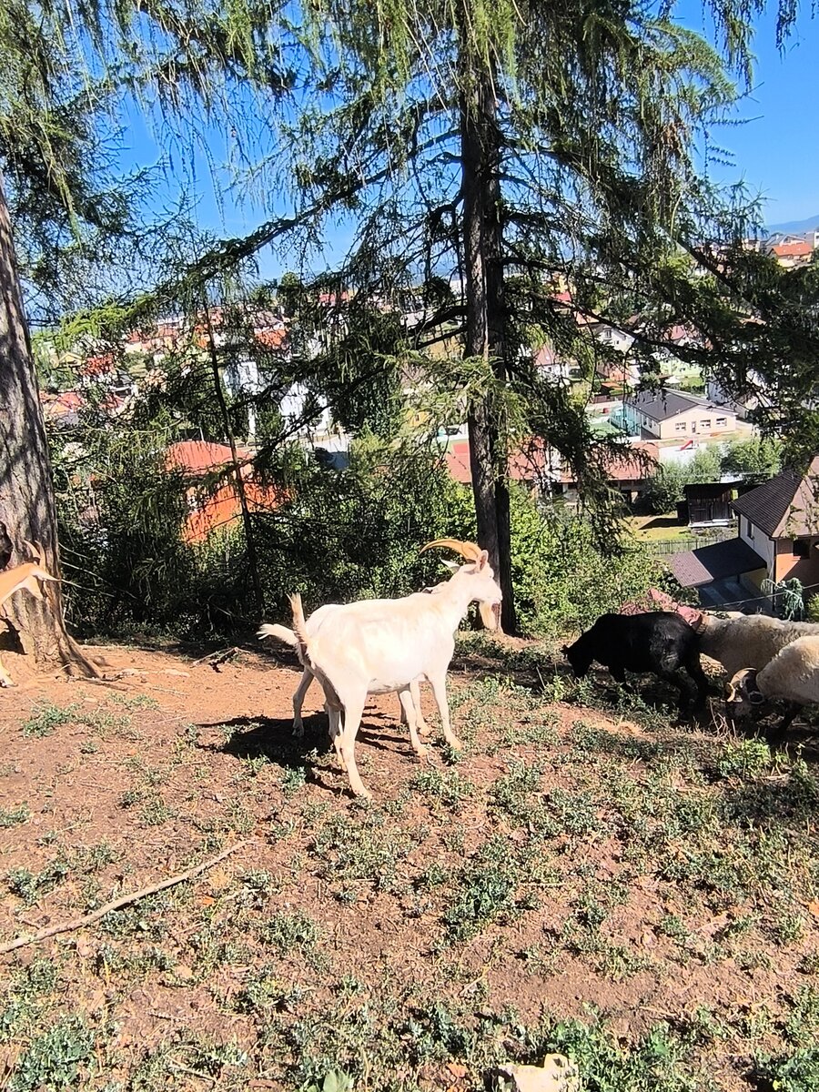 Predám ovce pôvodne valasky a kozy - 2