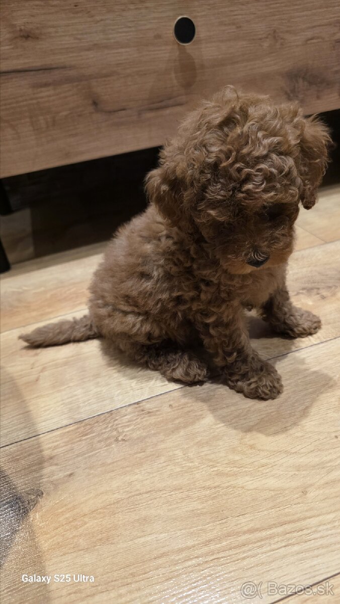 Trpasličí pudel - 2