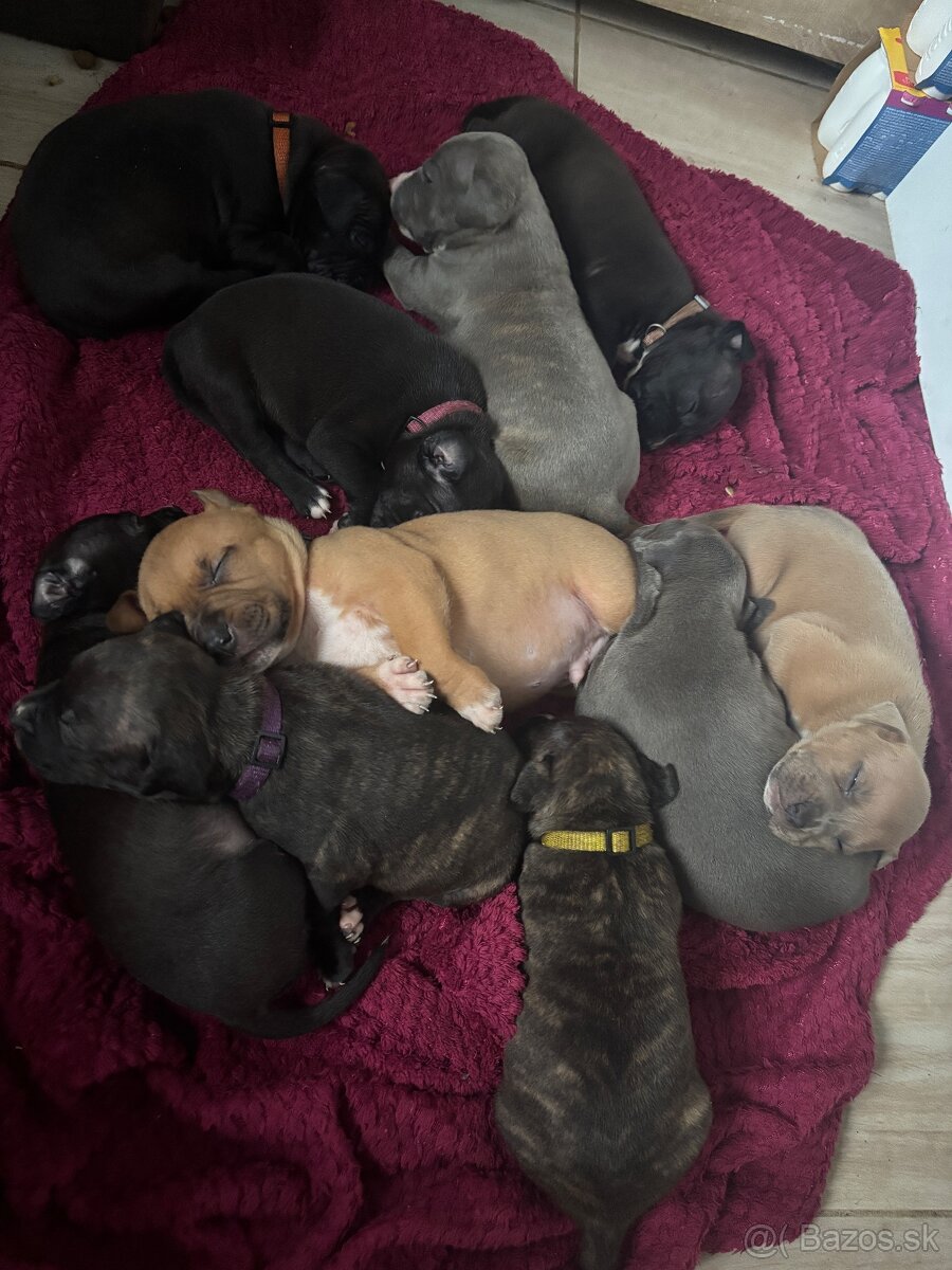 Americký stafordsirsky terier, Stafford, amstaf - 2