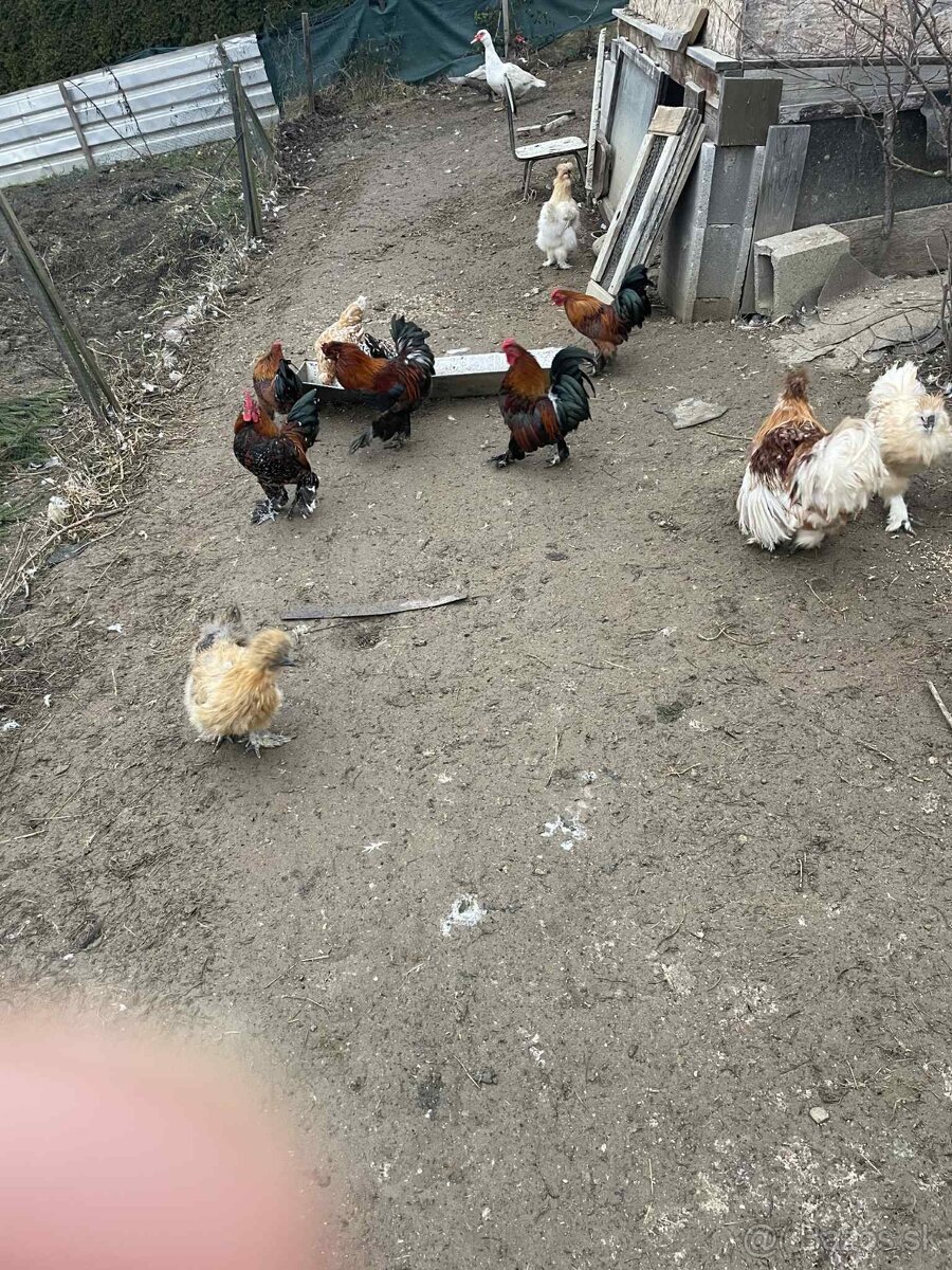 Liliputky kohúty - 2