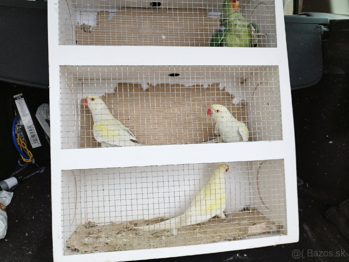 Alexander Veľký a malý - 2