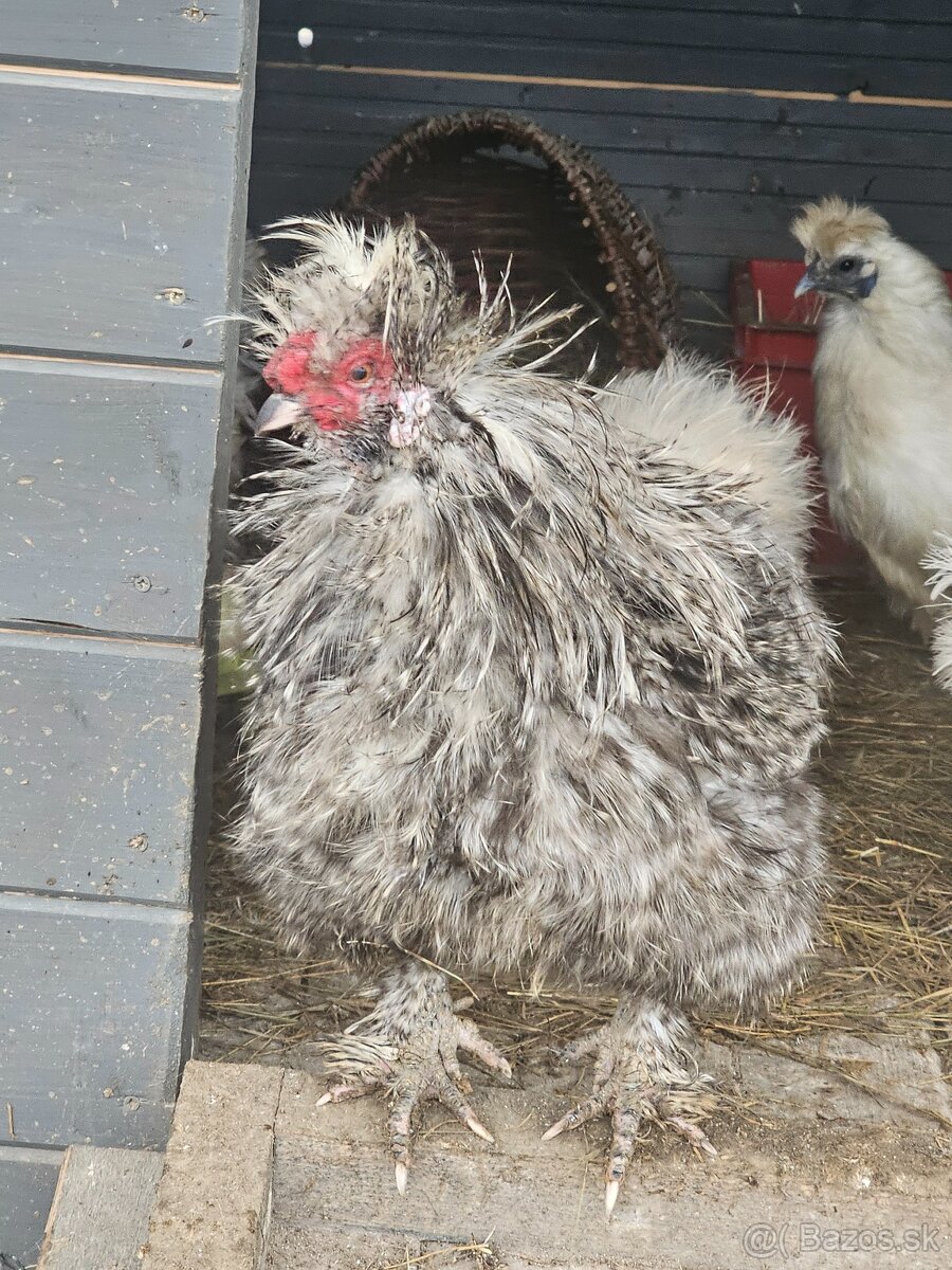 Hodvábničky kohútikovia - 2